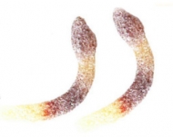 ELIM.GOMM.KG.1 FRIZZ SERPENTI COLA